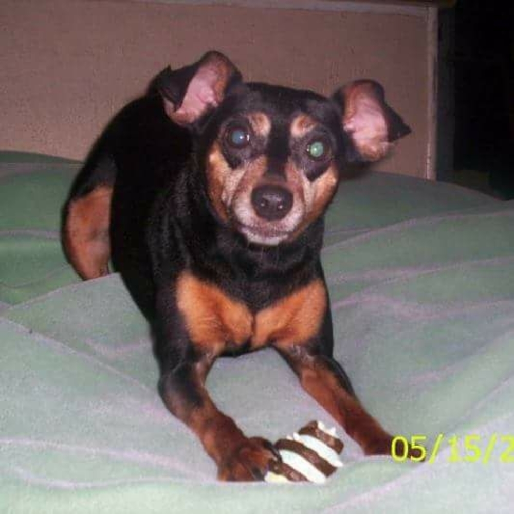 Meet your Posher, Chassiddy